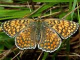 Melitaea phoebe