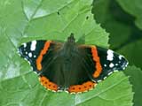 Vanessa atalanta