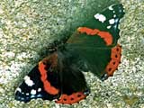 Vanessa atalanta