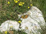 Vanessa cardui