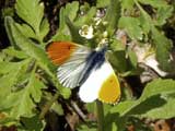 Anthocharis cardamines