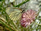 Aporia crataegi 1983