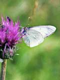 Colias phicomone