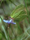 Genopteryx cleopatra