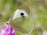 Pieris brassicae