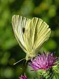 Pieris brassicae