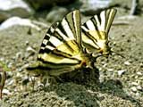 Iphiclides podalirius