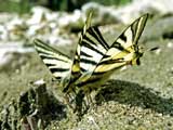 Iphiclides podalirius