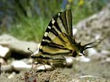 Iphiclides podalirius