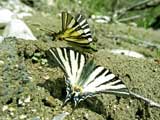 Iphiclides podalirius