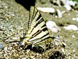 Iphiclides podalirius