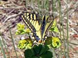 Papilio machaon