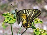 Papilio machaon