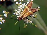 Nemophora degeerella