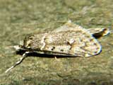 Diurnea fagella