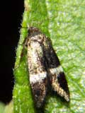 Elachista unifasciella