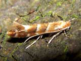 Cameraria ohridella