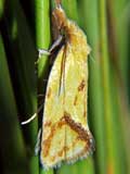 Agapeta hamana