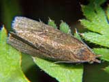 Aphelia viburnana