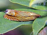 Lathronympha strigana