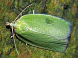 Tortrix viridana