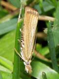 Agriphila straminella