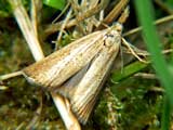 Agriphila straminella