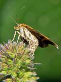 Pyrausta purpuralis