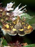 Pyrausta purpuralis