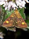 Pyrausta purpuralis