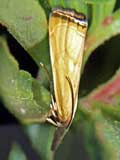 Xanthocrambus sp.