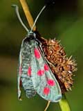 Zygaena filipendulae