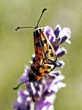 Zygaena laeta