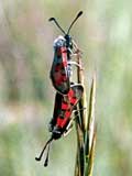 Zygaena loti