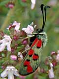 Zygaena rhadamanthus