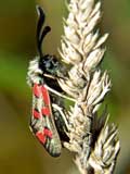 Zygaena rhadamanthus