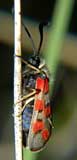 Zygaena rhadamanthus