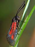 Zygaena romeo