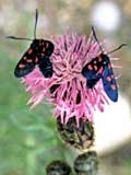 Zygaena trifolii