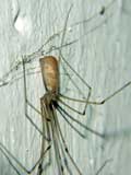 Pholcus phalangioides