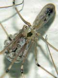 Pholcus phalangioides