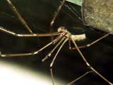 Pholcus phalangioides