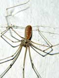 Pholcus phalangioides