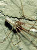 Pholcus phalangioides