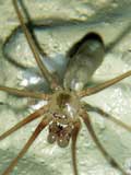 Pholcus phalangioides