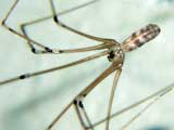 Pholcus phalangioides