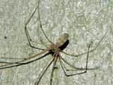 Pholcus phalangioides