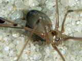 Pholcus phalangioides