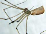 Pholcus phalangioides