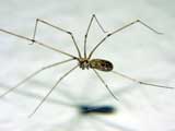 Pholcus phalangioides